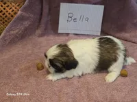 Bella, a female Shih Tzu for sale in Morland, KS – Photo 2 of 7