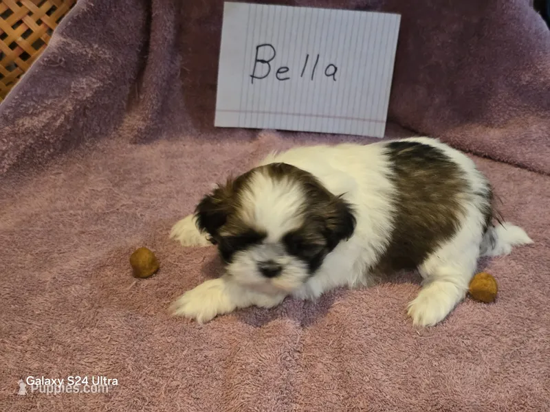 Bella