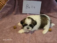 Bella, a female Shih Tzu for sale in Morland, KS – Photo 1 of 7