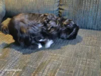 Mitten, a male Shih Tzu for sale in Morland, KS – Photo 8 of 9