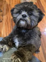 Mitten, a male Shih Tzu for sale in Morland, KS – Photo 2 of 9