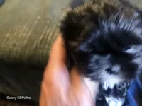 Mitten, a male Shih Tzu for sale in Morland, KS – Photo 7 of 9