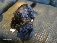 Mitten, a male Shih Tzu for sale in Morland, KS – Photo 5 of 9