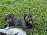 Mitten, a male Shih Tzu for sale in Morland, KS – Photo 9 of 9