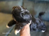 Mitten, a male Shih Tzu for sale in Morland, KS – Photo 6 of 9