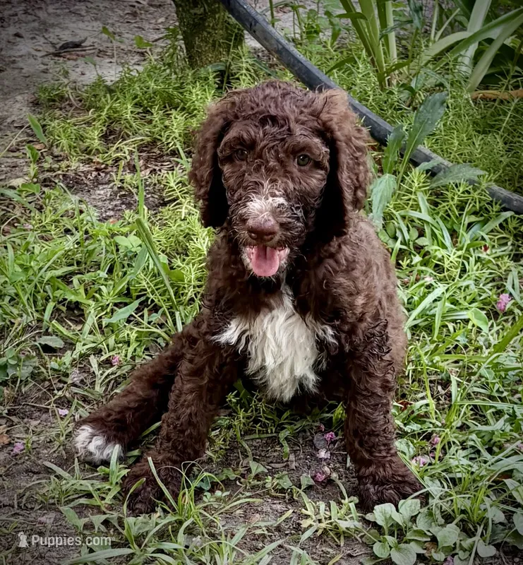Rowdy – Poodle - Standard  puppy for sale in Conway, SC