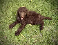 Winnie, a female Poodle - Standard  for sale in Conway, SC – 2 of 2