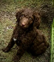 Tucker, a male Poodle - Standard  for sale in Conway, SC – 1 of 1