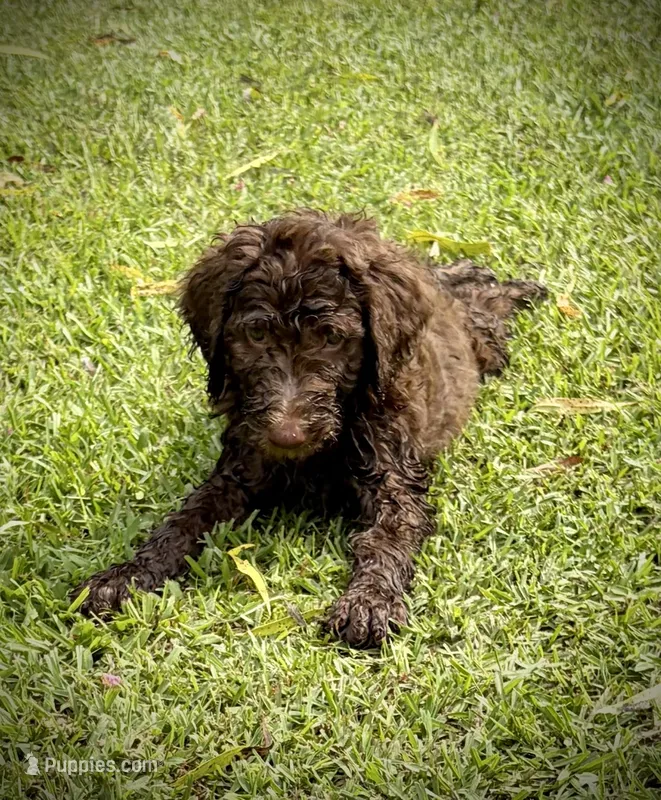 Winnie – Poodle - Standard  puppy for sale in Conway, SC