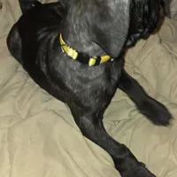 Sunny, a female Perro de Presa Canario and Cane Corso for sale in Richmondville, NY – Photo 2 of 6