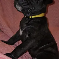 Sunny, a female Perro de Presa Canario and Cane Corso for sale in Richmondville, NY – Photo 5 of 6