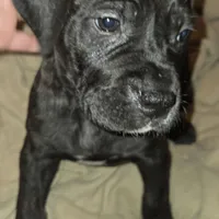 Sunny, a female Perro de Presa Canario and Cane Corso for sale in Richmondville, NY – Photo 1 of 6