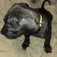 Sunny, a female Perro de Presa Canario and Cane Corso for sale in Richmondville, NY – Photo 4 of 6