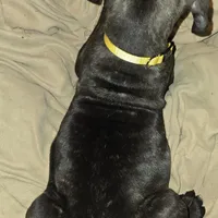 Sunny, a female Perro de Presa Canario and Cane Corso for sale in Richmondville, NY – Photo 3 of 6