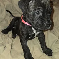 Pink, a female Perro de Presa Canario and Cane Corso for sale in Richmondville, NY – Photo 1 of 5