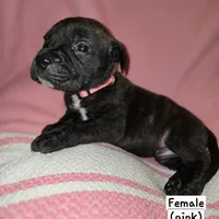 Pink, a female Perro de Presa Canario and Cane Corso for sale in Richmondville, NY – Photo 2 of 5