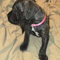 Pink, a female Perro de Presa Canario and Cane Corso for sale in Richmondville, NY – Photo 4 of 5