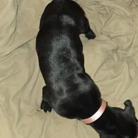 Peaches, a female Perro de Presa Canario and Cane Corso for sale in Richmondville, NY – Photo 2 of 6