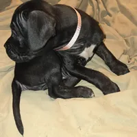 Peaches, a female Perro de Presa Canario and Cane Corso for sale in Richmondville, NY – Photo 3 of 6