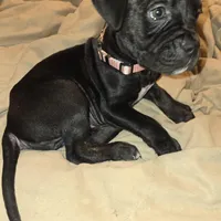 Peaches, a female Perro de Presa Canario and Cane Corso for sale in Richmondville, NY – Photo 1 of 6