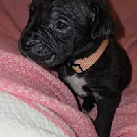 Peaches, a female Perro de Presa Canario and Cane Corso for sale in Richmondville, NY – Photo 5 of 6