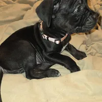 Peaches, a female Perro de Presa Canario and Cane Corso for sale in Richmondville, NY – Photo 4 of 6