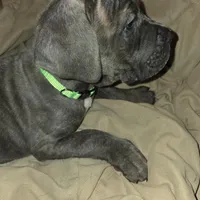 Rocky, a male Perro de Presa Canario and Cane Corso for sale in Richmondville, NY – Photo 4 of 6