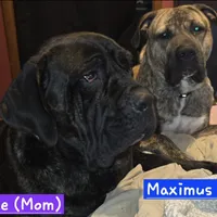 Rocky, a male Perro de Presa Canario and Cane Corso for sale in Richmondville, NY – Photo 5 of 6