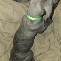 Rocky, a male Perro de Presa Canario and Cane Corso for sale in Richmondville, NY – Photo 2 of 6