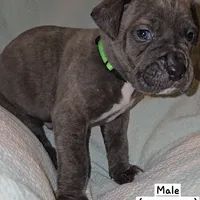 Rocky, a male Perro de Presa Canario and Cane Corso for sale in Richmondville, NY – Photo 6 of 6