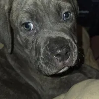 Rocky, a male Perro de Presa Canario and Cane Corso for sale in Richmondville, NY – Photo 1 of 6