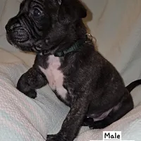 Dark Green, a male Perro de Presa Canario and Cane Corso for sale in Richmondville, NY – Photo 5 of 5