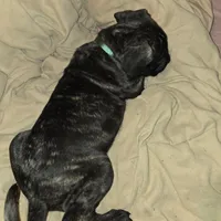 Dark Green, a male Perro de Presa Canario and Cane Corso for sale in Richmondville, NY – Photo 3 of 5