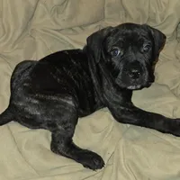 Dark Green, a male Perro de Presa Canario and Cane Corso for sale in Richmondville, NY – Photo 2 of 5
