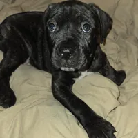 Dark Green, a male Perro de Presa Canario and Cane Corso for sale in Richmondville, NY – Photo 1 of 5