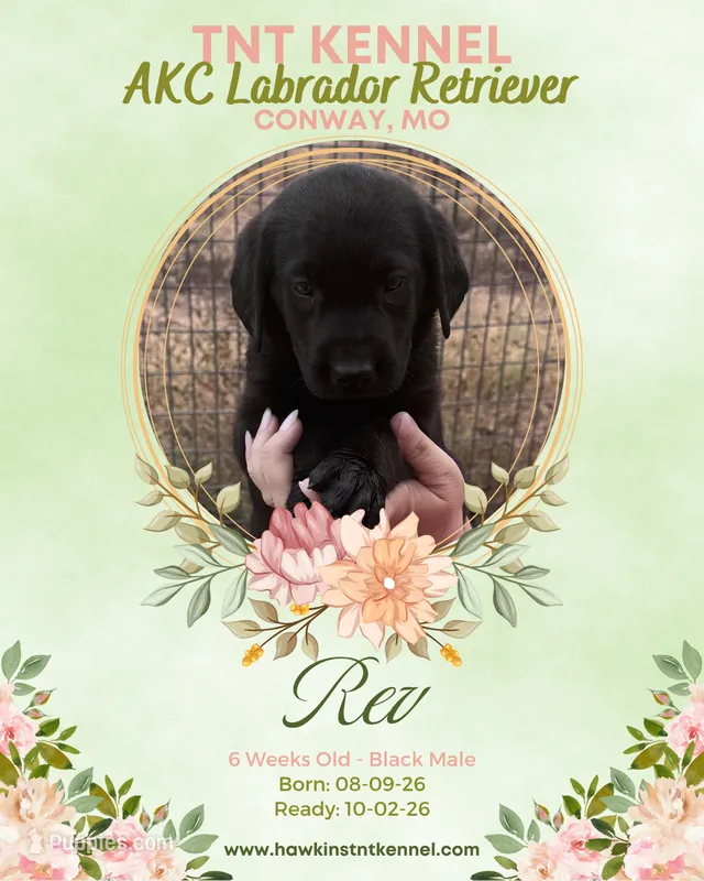 Rev AKC – Labrador Retriever puppy for sale in Niangua, MO