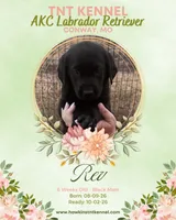 Rev AKC, a male Labrador Retriever for sale in Niangua, MO – 2 of 5