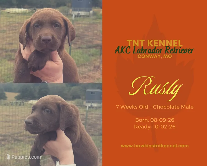 Rusty AKC – Labrador Retriever puppy for sale in Niangua, MO