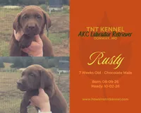 Rusty AKC, a male Labrador Retriever for sale in Niangua, MO – 1 of 5