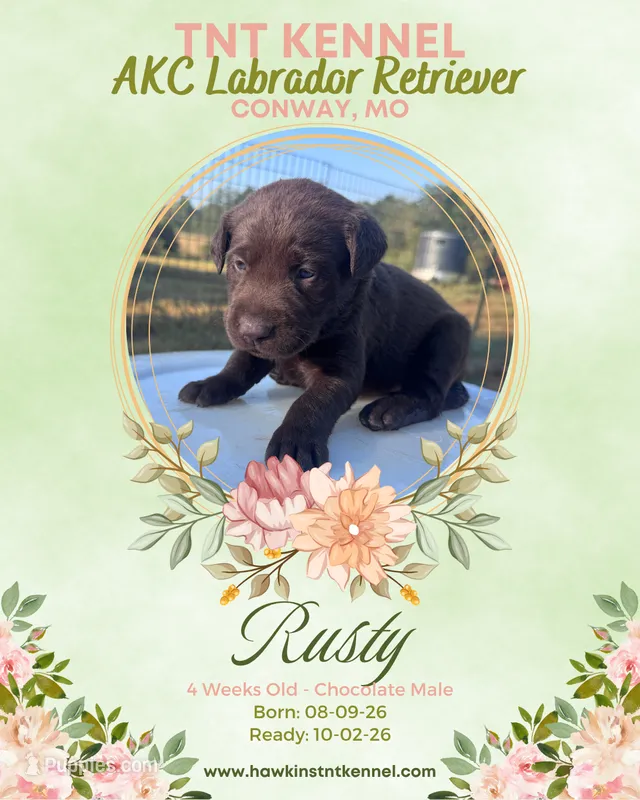 Rusty AKC – Labrador Retriever puppy for sale in Niangua, MO