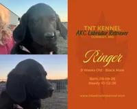 Ringer AKC, a male Labrador Retriever for sale in Niangua, MO – 1 of 6
