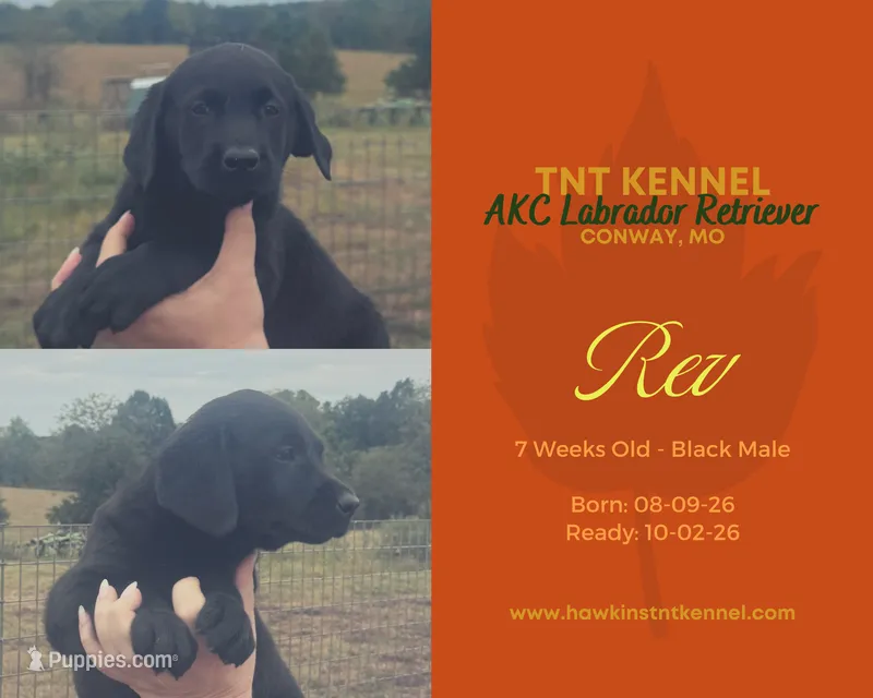 Rev AKC – Labrador Retriever puppy for sale in Niangua, MO