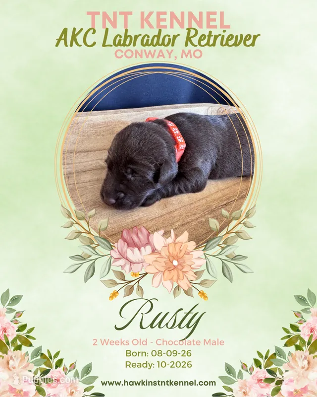 Rusty AKC – Labrador Retriever puppy for sale in Niangua, MO