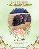 Rusty AKC, a male Labrador Retriever for sale in Niangua, MO – 1 of 1