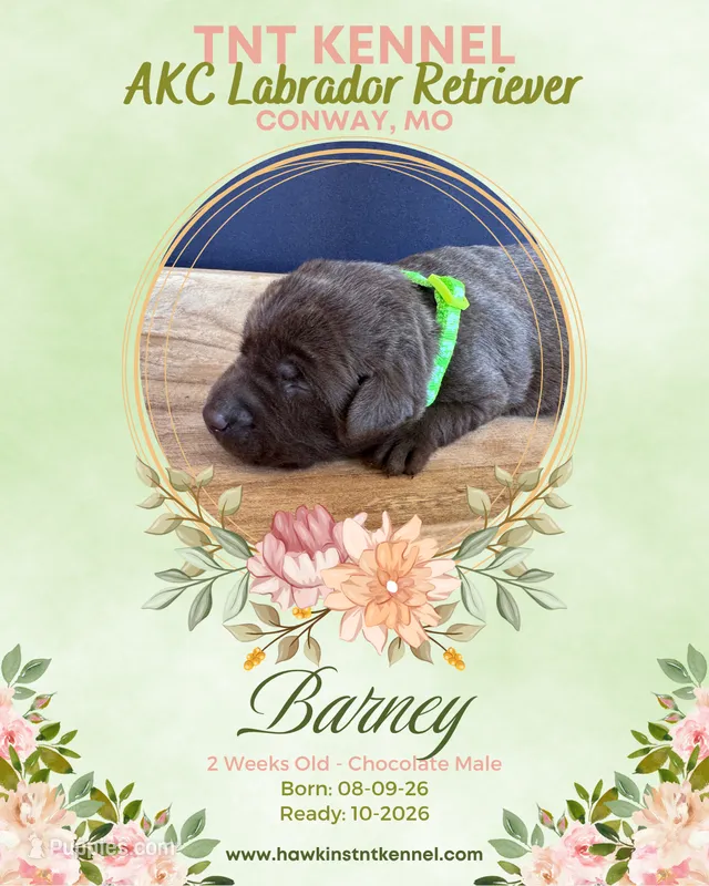 Barney AKC – Labrador Retriever puppy for sale in Niangua, MO