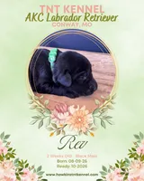 Rev AKC, a male Labrador Retriever for sale in Niangua, MO – 1 of 1