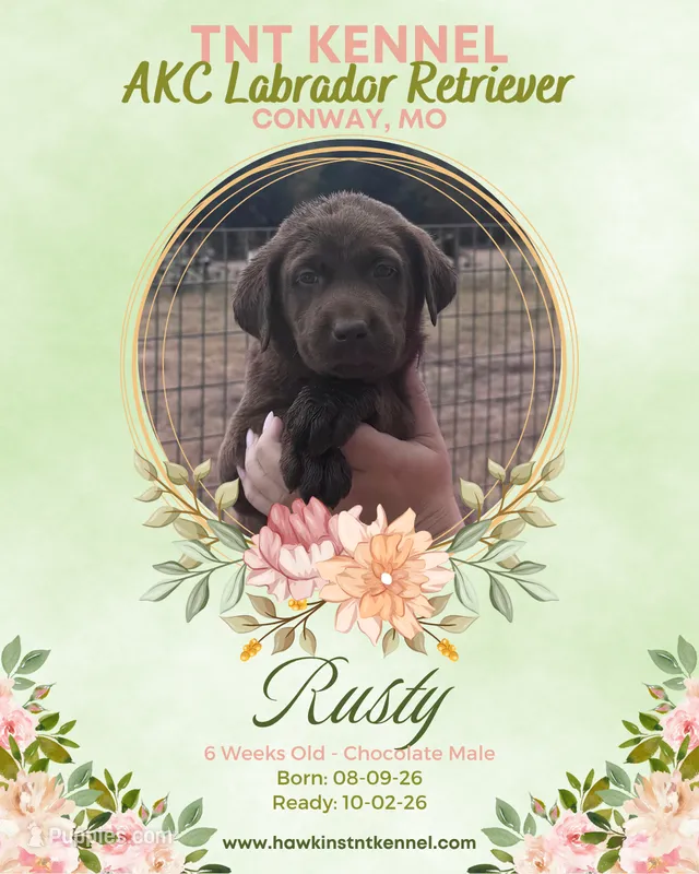 Rusty AKC – Labrador Retriever puppy for sale in Niangua, MO
