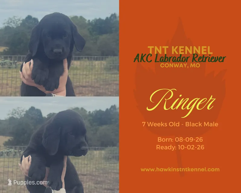 Ringer AKC – Labrador Retriever puppy for sale in Niangua, MO