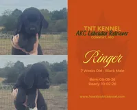 Ringer AKC, a male Labrador Retriever for sale in Niangua, MO – 2 of 6
