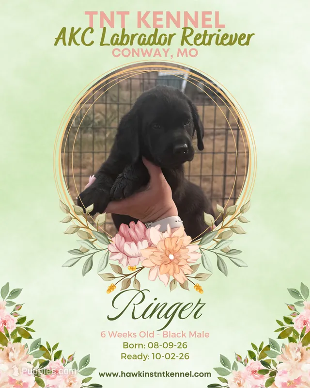 Ringer AKC – Labrador Retriever puppy for sale in Niangua, MO